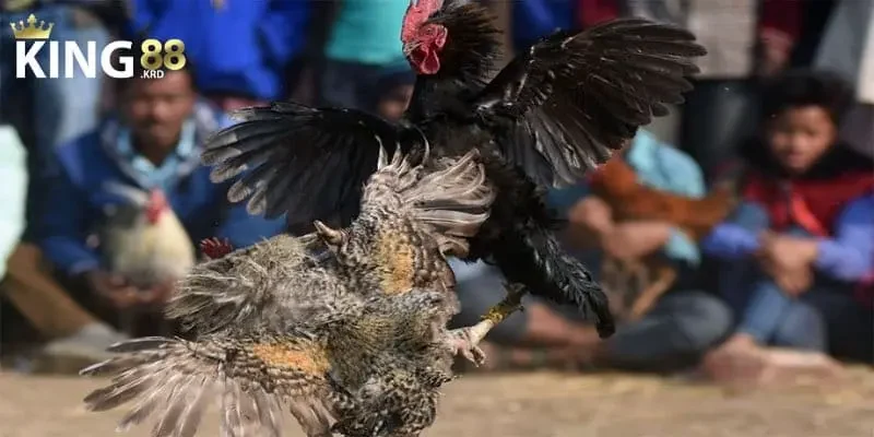 Đá gà cựa dao Đá gà cựa dao