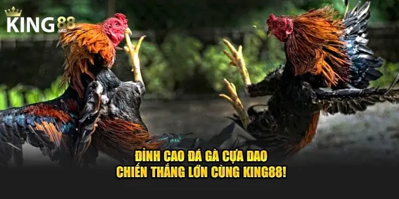 Đá gà cựa dao Đá gà cựa dao